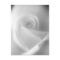 Beautiful White Rose Post Card