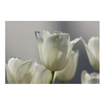 Beautiful White Spring Tulips posters