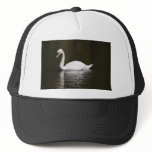Beautiful White Swan Swimming In Lake Water Hats