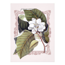 Beautiful White Vintage Magnolia Wedding Custom Invite