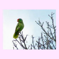 Beautiful Wild Green Parrot Poster posters