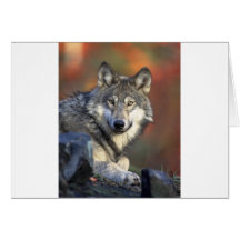 Beautiful Wolf Card