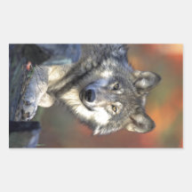 Beautiful Wolf Rectangle Sticker