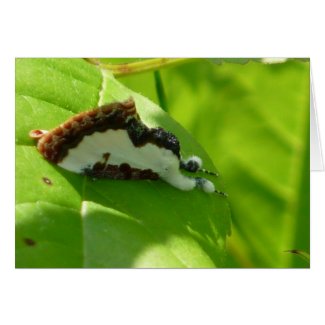 Beautiful Wood-nymph Moth card