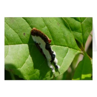 Wood Nymph Moth