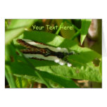 Beautiful Wood-nymph Moth Greeting Cards