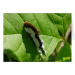 Beautiful Wood-nymph Moth Greeting Cards