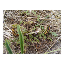 Beautiful Yellow And Black Worms In The Grass Postcards