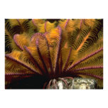 Beautiful Yellow crinoid Custom Announcements