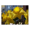 Beautiful Yellow Daffodills cards