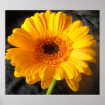 Beautiful Yellow Daisy Poster Beautiful Yellow Daisy Poster