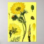 Beautiful Yellow flower Posters