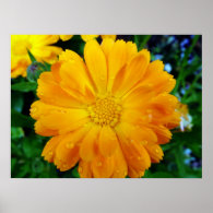 beautiful yellow, orange color flower print