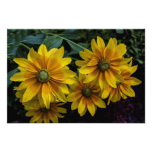 Beautiful Yellow Orange Flowers Photographic Print