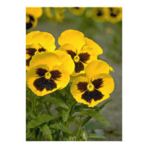 Beautiful yellow Pansies Custom Announcement