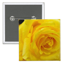 beautiful yellow rose flower photography pin