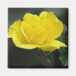 Beautiful yellow rose fridge magnet