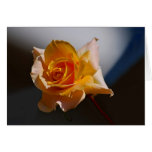 Beautiful yellow rose greeting card