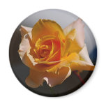 Beautiful yellow rose magnets