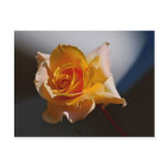 Beautiful yellow rose post card