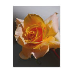 Beautiful yellow rose post cards