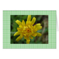 Beautiful yellow wild flower and plaids greeting card