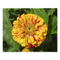 Beautiful Zinnia Photo Art