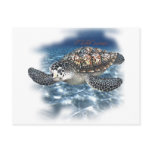 Beautifull SeaTurtle