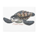 Beautifull SeaTurtle