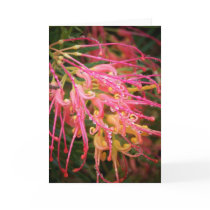 Beauty After the Rain.. cards