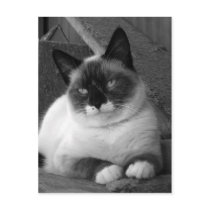 Beauty (black & white) postcards