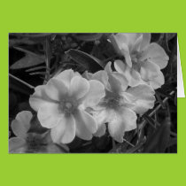 Beauty Blank Card cards