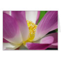 Beauty cards