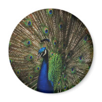 Beauty for all too see magnets