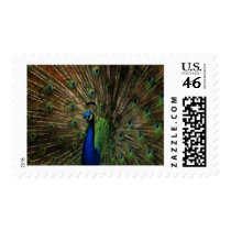 Beauty for all too see postage by lover196969 Beauty for all too see postage