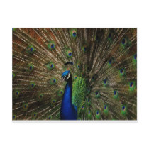 Beauty for all too see postcards