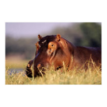 Beauty Hippopotamus Portrait posters