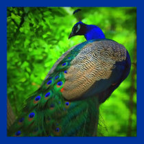 beauty in a tree posters by zack12349 beauty in a tree posters