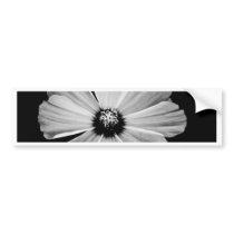 Beauty in Black and White bumper stickers