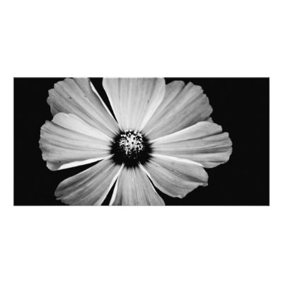 Beauty in Black and White Picture Card by ptvertible