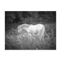 Beauty in Black & White postcards