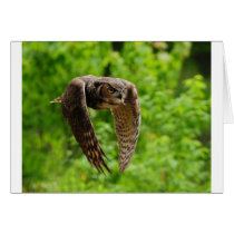 Beauty in flight card