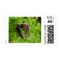 Beauty in flight postage stamp