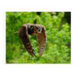 Beauty in flight postcard