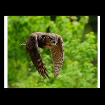 Beauty in flight postcards