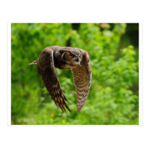 Beauty in flight postcard