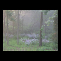 Beauty in the Mist posters