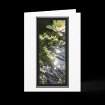 Beauty in the pond cards
