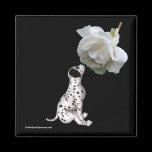 Beauty Innocence Dalmatian And Rose Flower Magnet