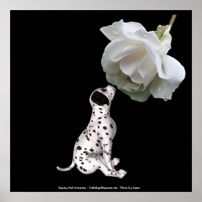 Beauty Innocence Dalmatian And Rose Poster Print by SmilinEyesTreasures